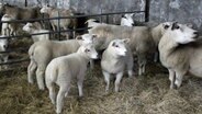 Schafe und Lämmer stehen im Stall auf Stroh und schauen neugierig in die Kamera. © NDR Foto: Andrea Ring