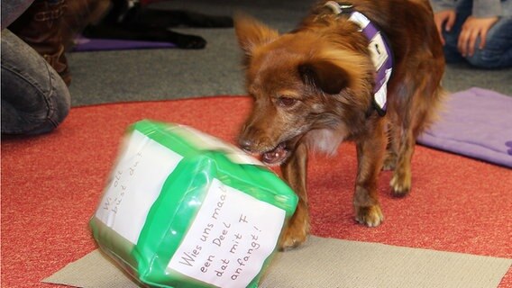 Ein kleiner Hund spielt mit einem großen Stoffwürfel. © NDR Foto: Rebekka Mehrholz