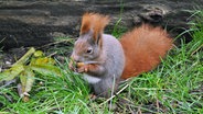 Ein Eichhörnchen knabbert an einer Nuss © NDR Foto: Andrea Ring