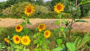 Sonnenblumen an einem Feld  Foto: Karin Haug