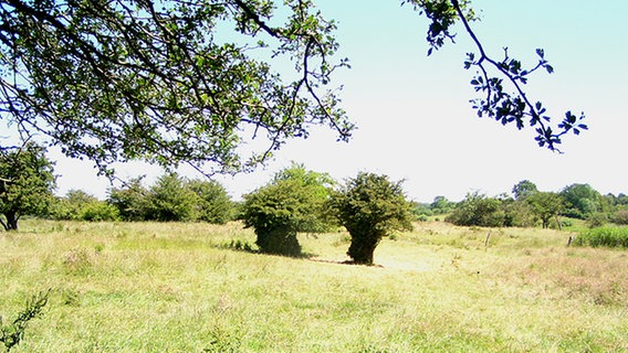Brachflächen im Habernisser Moor. Brachflächen im Habernisser Moor. © NDR Foto: Peer-Axel Kroeske
