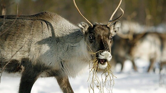 Ein Rentier in Lappland beim Fressen. © dpa-Report 