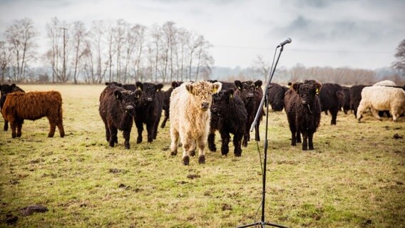 Auf einer Weide stehen Galloway Rinder hinter einem Mikrofon. © Stiftung Naturschutz Foto: Stiftung Naturschutz