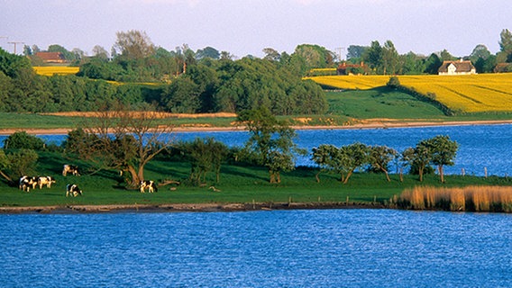 Rapsfelder an der Schlei, Halbinsel Schwansen, Schleswig-Holstein. © picture-alliance / Bildagentur Huber 