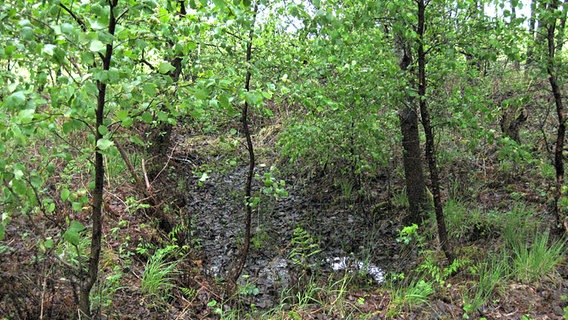 Ein Moorloch am Wegesrand im Ostroher/Süderholmer Moor. © NDR Foto: Peter Bartelt