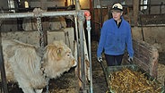 Elke Lück, Landwirtin aus Auufer, fährt mit einer gefüllten Schubkarre durch ihren Rinderstall © NDR Foto: Claudio Campagna