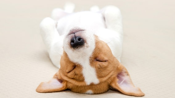 Jack Russel Terrier Welpe liegt auf dem Rücken und schläft. © Colourbox 