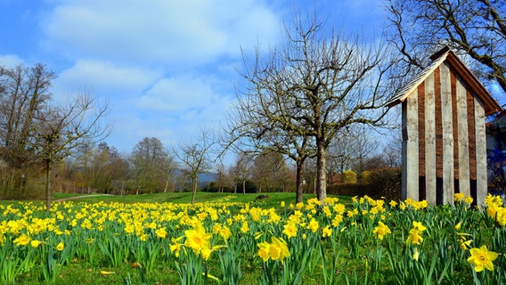 Auf einer Blumenwiese steht ein kleines Häuschen mit der Aufschrift "Hotel Biene". © NDR Foto: Helmut Schmidt