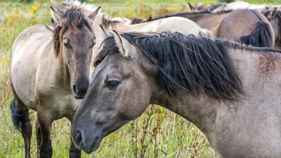 Wildpferde © colourbox Foto: calado
