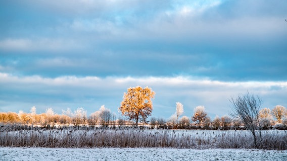 Ein sonnenbeschienener Baum in einer Winterlandschaft © photocase.de Foto: behrchen