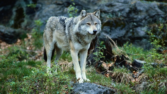 Ein Wolf steht im Wald. © picture alliance Foto:  Rolf Bender/OKAPIA