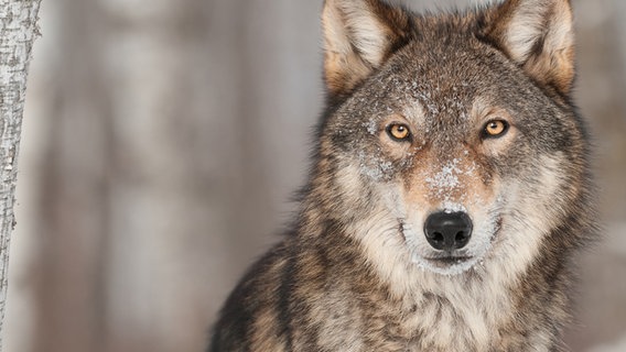 Ein Wolf schaut in die Kamera. © fotolia.com Foto: Holly Kuchera
