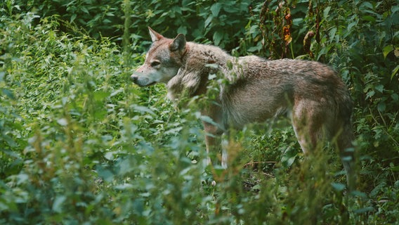 Wolf © photocase.de Foto: Bildersommer