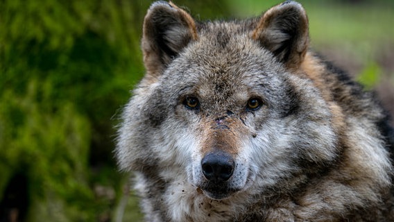 Ein Wolf blickt in die Kamera (Nahaufnahme). © picture alliance/dpa Foto: Sina Schuldt