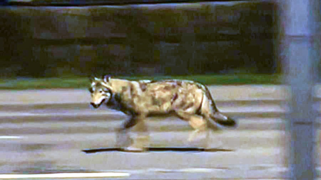 Aufregung in Stralsund: Frei laufender Wolf gesichtet