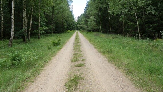 Ein Waldweg. © NDR Foto: Ulrike Kressel