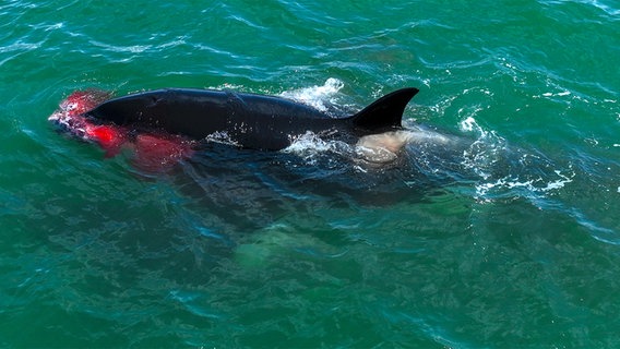 Ein Orca hat Beute gemacht, das Wasser um seinen Kopf herum ist blutrot verfärbt. © Doclights GmbH Foto: Florian Graner