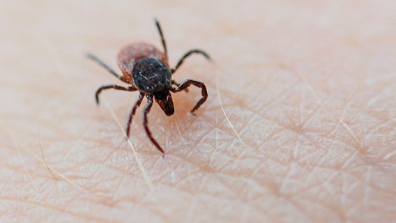 A tick on the skin © dpa Photo: Daniel Reinhardt