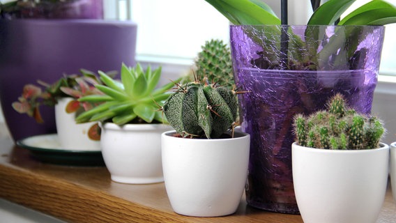 Mehrere Zimmerpflanzen in Töpfen auf einer Fensterbank. © Colourbox Foto: -