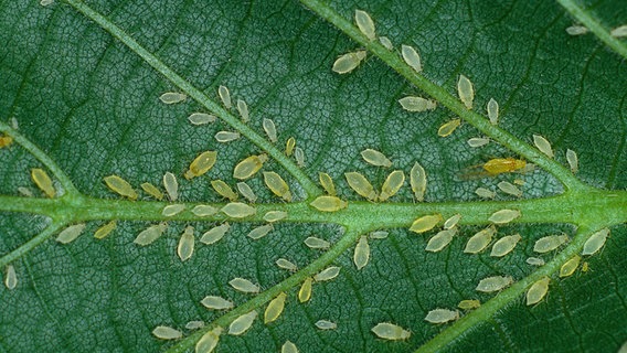 Ein mit Blattläusen befallenes Blatt. © Herbert Schwind/OKAPIA Foto: Herbert Schwind