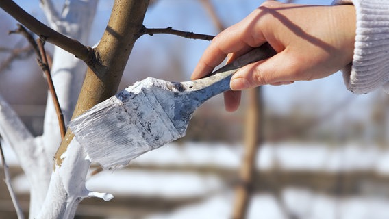 Eine Frauenhand malt einen Baumstamm mit weißer Schutzfarbe an. © Konstiantyn / fotolia.com Foto: Konstiantyn