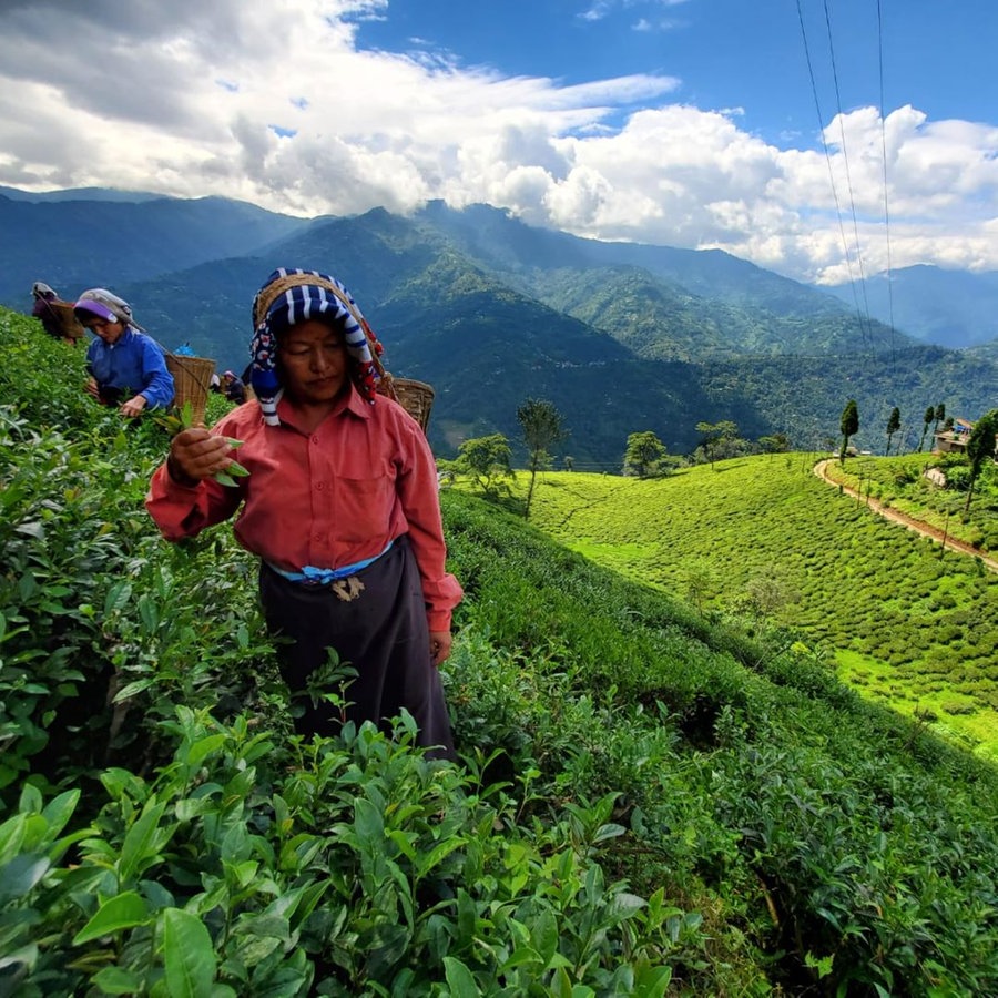Teepflückerinnen stehen in Darjeeling in einer Teeplantage © Samuel Jakisch Foto: Samuel Jakisch