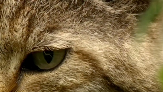 Das Auge einer Wildkatze in Großaufnahme  