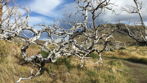 Baum im Nationalpark Torres del Paine. © NDR/HR/Monika Birk 