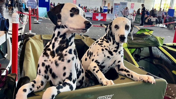 Hunde aus allen erdenklichen Rassen tummeln sich auf der Internationalen Rassehundeausstellung in Rostock. Eine der größten Hundemessen in Norddeutschland. © NDR/Till Lehmann 