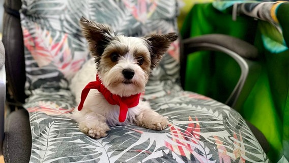 Gino, ein Yorkshire-Terrier-Rüde, hatte eine OP am Knie und braucht Physiotherapie. © NDR/Till Lehmann 