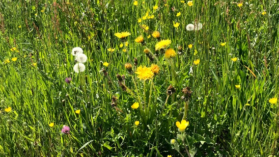 Eine Wiese, wo wachsen darf was möchte: Die Bienen freut das! © NDR/Katrin Richter 