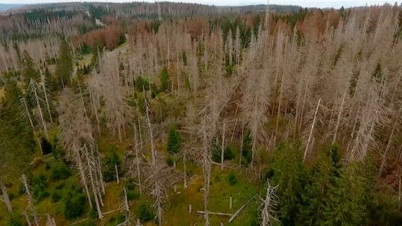 Fast die Hälfte aller Bäume im Harz ist tot. Die schnell wachsenden Fichten, die für den Bergbau benötigt wurden, sind für Borkenkäfer und Stürme besonders anfällig. Fast die Hälfte aller Bäume im Harz ist tot. Die schnell wachsenden Fichten, die für den Bergbau benötigt wurden, sind für Borkenkäfer und Stürme besonders anfällig. © NDR/nahaufnahme/Stefan Radüg