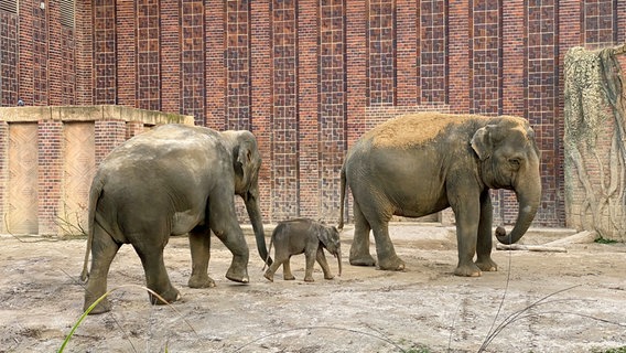 Kleine Elefantenherde © MDR/Jan Tenhaven 