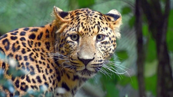 Arterhalt: Der junge Leoparden-Kater Sian soll im Tierpark Hagenbeck mit Leopardin Mor für Nachwuchs sorgen. © NDR/doclights GmbH 2017 