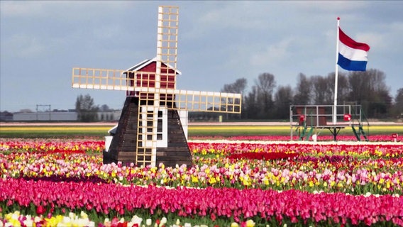 Eine Windmühle steht in einem Tulpenfeld. © NDR 
