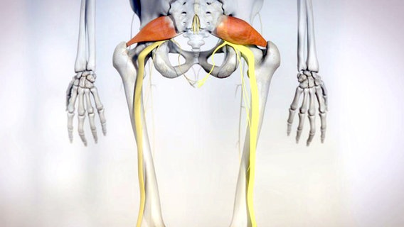 Skelett mit Piriformis-Muskel (rot).  