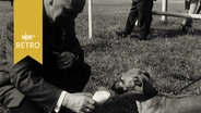 Mann gibt einem Hund nach einem Hunderennen einen Schluck Bier zur Belohnung aus einem Weißbierglas (1965)  