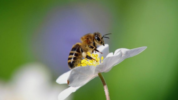 Biene auf einer Blüte © Screenshot 