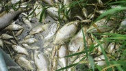Tote Fische schwimmen im Stettiner Haff © Screenshot 