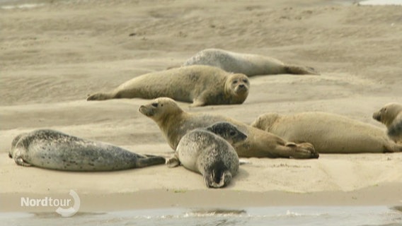 Seehunde liegen auf einer Sandbank © Screenshot 