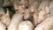 Schweine in einem Stall © Screenshot 