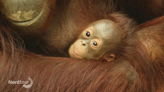Ein Orang-Utan-Junges liegt in den Armen seiner Mutter. © Screenshot 
