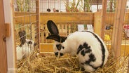 Ein Punktschecken-Kaninichen in einem kleinen Stall. © Screenshot 