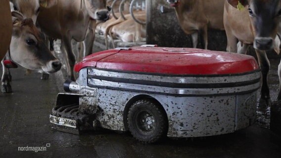 Kühe staunen nicht schlecht wegen eines neuen Stallroboters. © Screenshot 