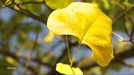 Ein goldgelbes Laubblatt hängt an einem Ast eines Baumes. © Screenshot 