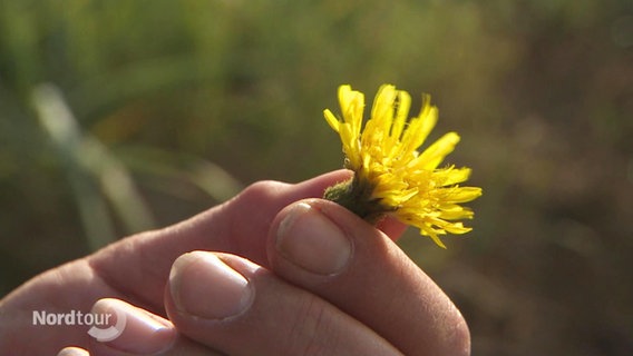 Eine Hand hält eine Blüte der Acker-Gänsedistel. © Screenshot 