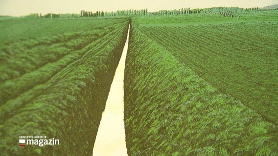 Nahaufname von einem Gemälde. Ein Kanal verläuft in gerader Linie zwischen zwei grünen Feldern. © Screenshot 