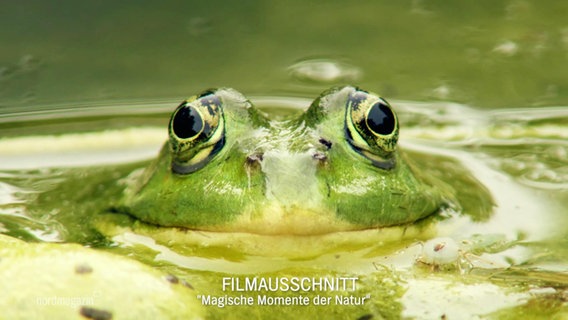Ein grüner Frosch schaut aus dem Wasser. © Screenshot 