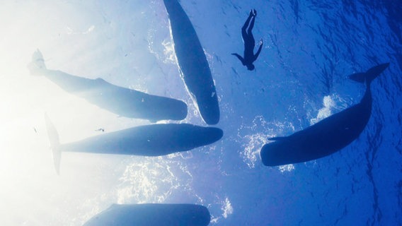 Die Silhouette einer tauchenden Person neben derer mehrerer Wale. © Screenshot 