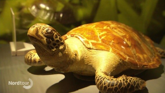 Eine ausgestopfte Schildkröte © Screenshot 